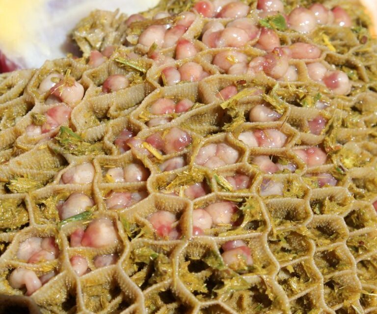 Stomach Flukes of Cattle - WormBoss